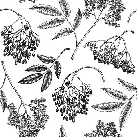 Elderberry seamless pattern. Elderflower sketch. Witchcraft background. Apothecary plant, herbal remedies, natural medicine hand-drawn vector illustration. NOT AI genereted